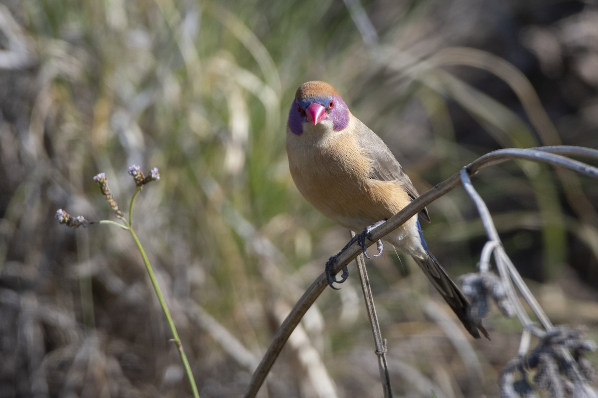 Violet-eared Waxbill - ML629583672