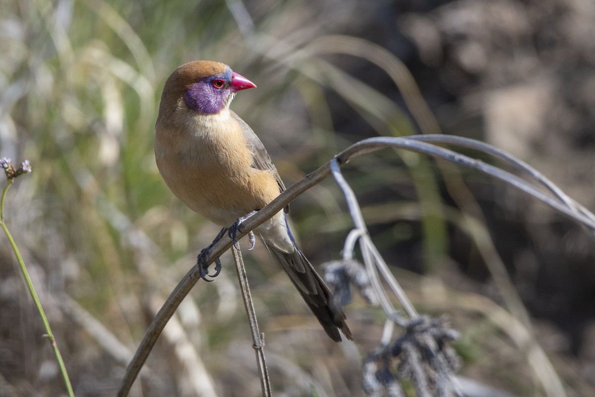 Violet-eared Waxbill - ML629583673