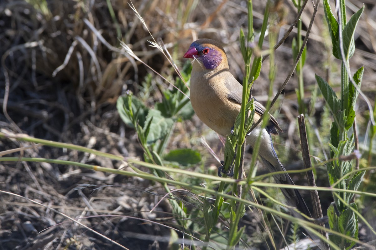 Violet-eared Waxbill - ML629583674