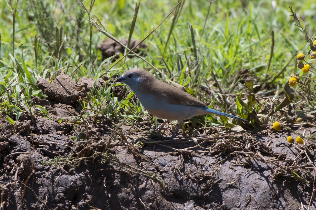 Southern Cordonbleu - ML629583682