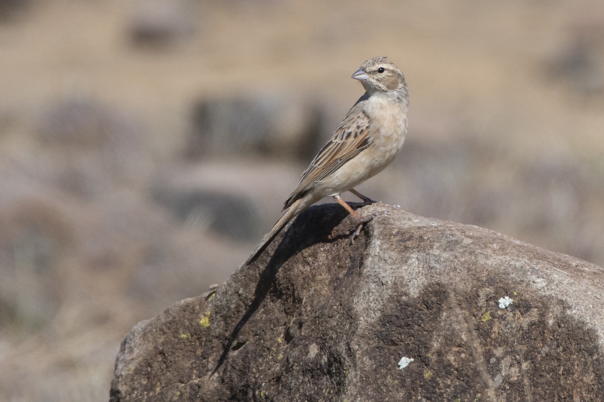 Lark-like Bunting - ML629583683