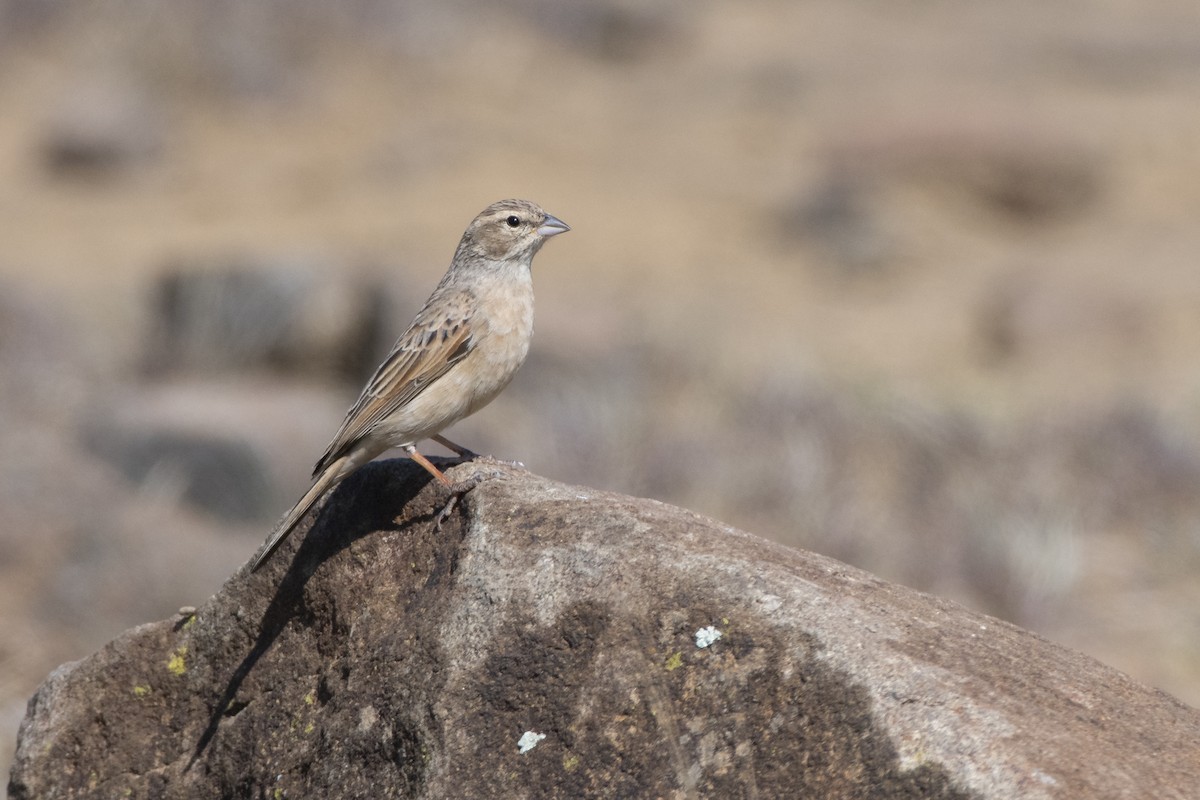 Lark-like Bunting - ML629583684