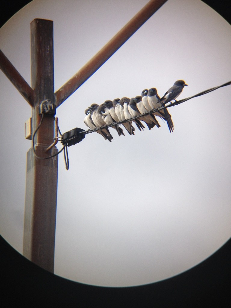 White-breasted Woodswallow - ML629583748