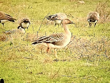 Taiga/Tundra Bean-Goose - ML629583785