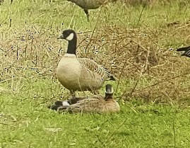 Cackling Goose (Aleutian) - ML629583860