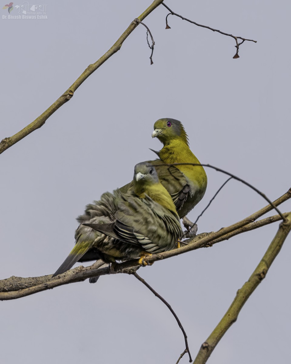 Yellow-footed Green-Pigeon - ML629583927