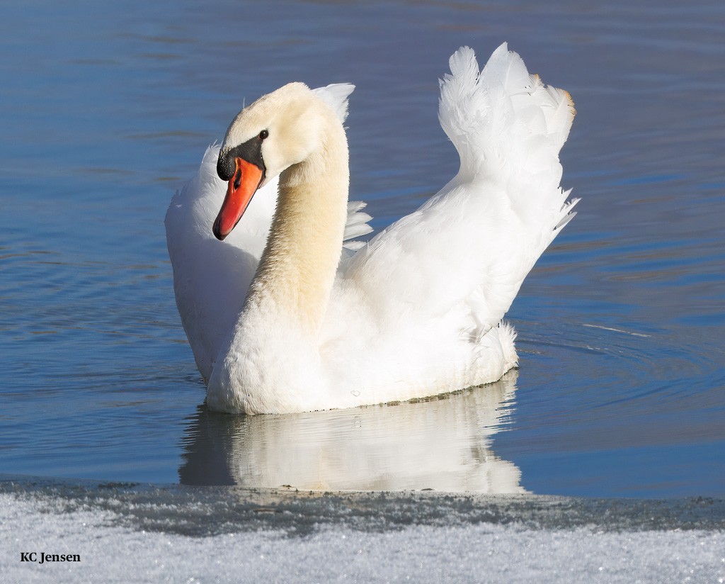 Cigno reale - ML629584048