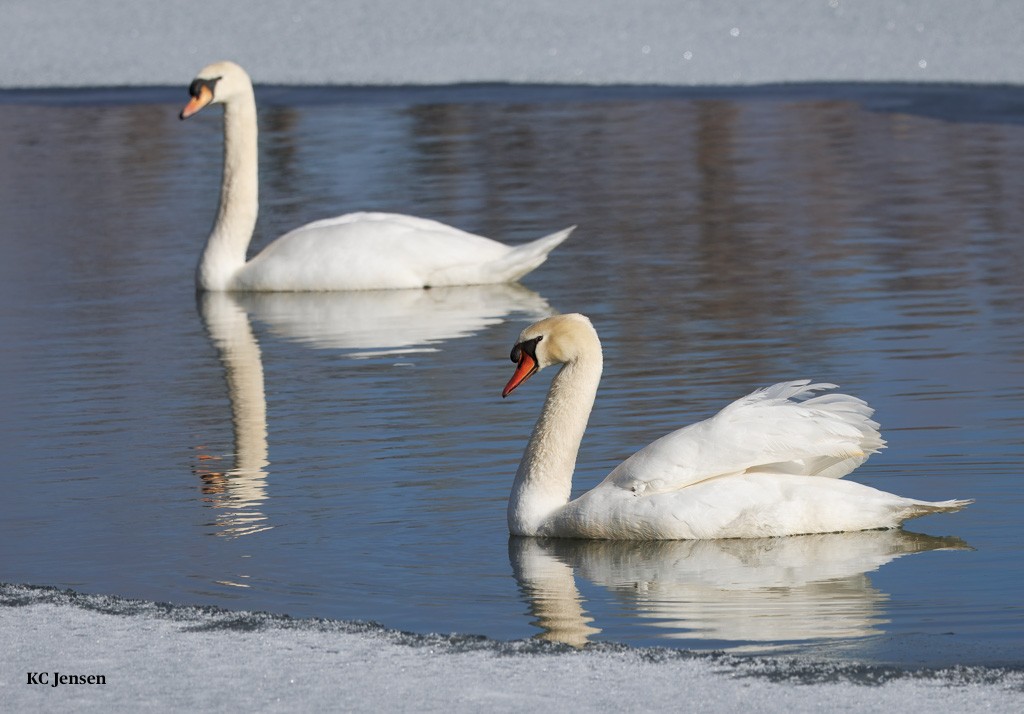Cigno reale - ML629584049