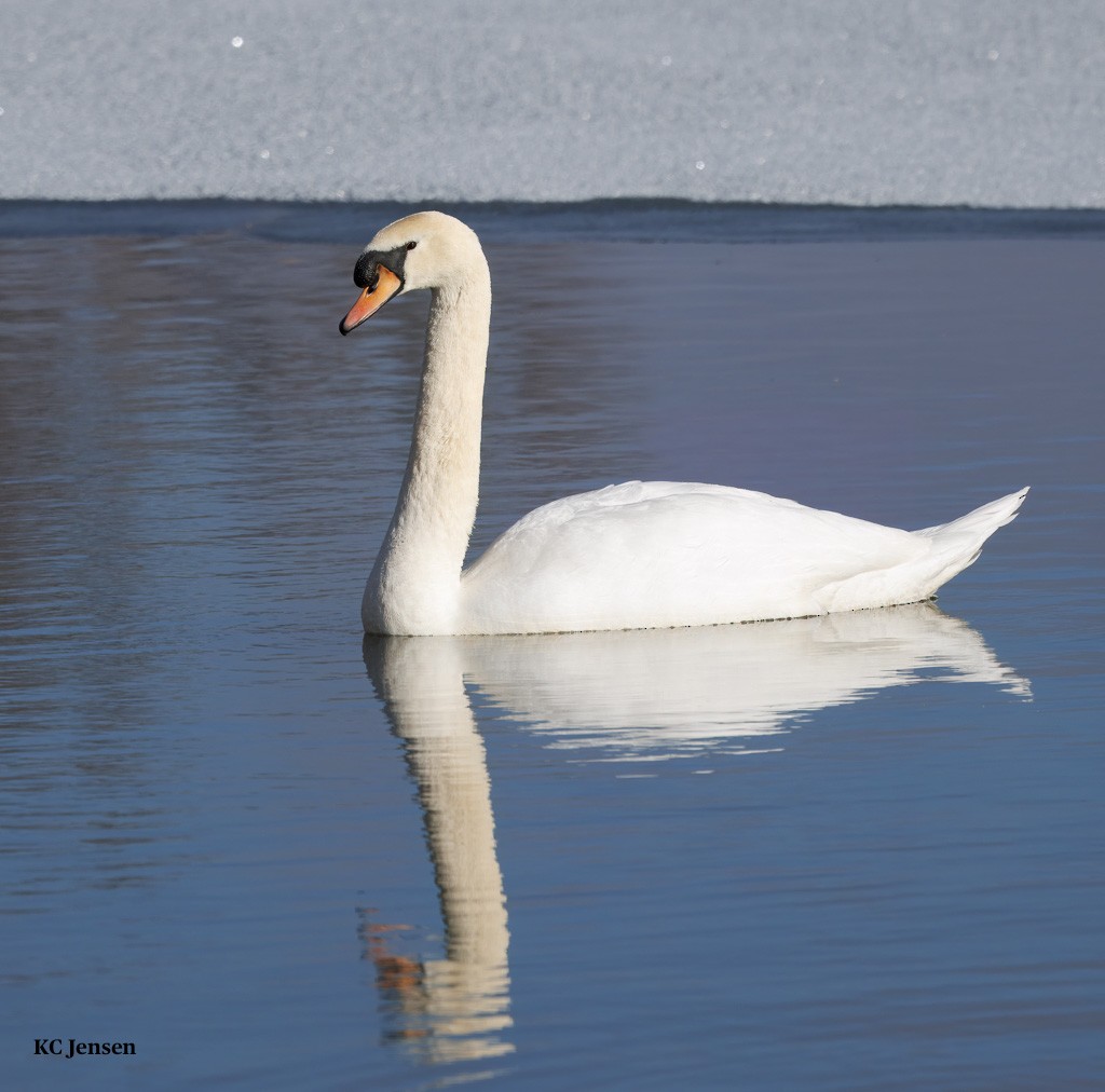 Cigno reale - ML629584050