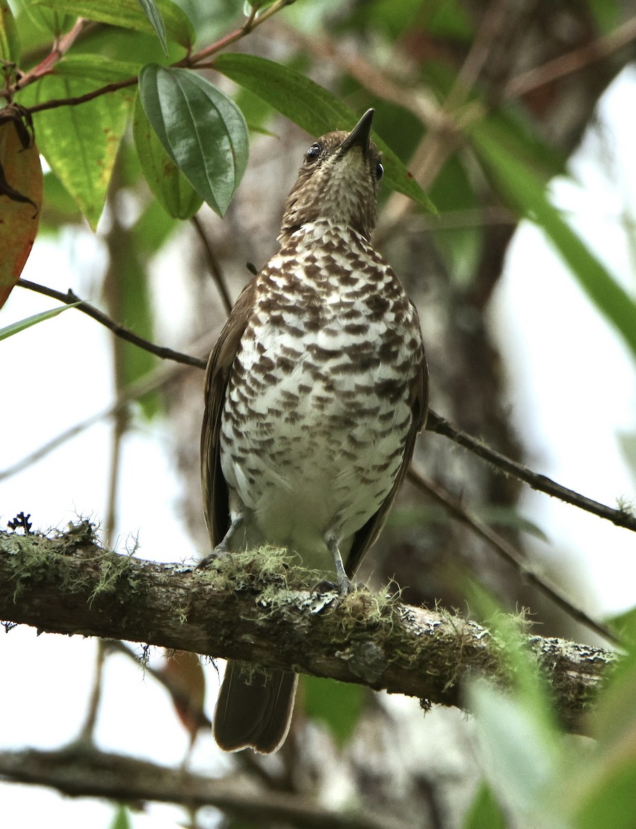 Marañon Thrush - ML629584157