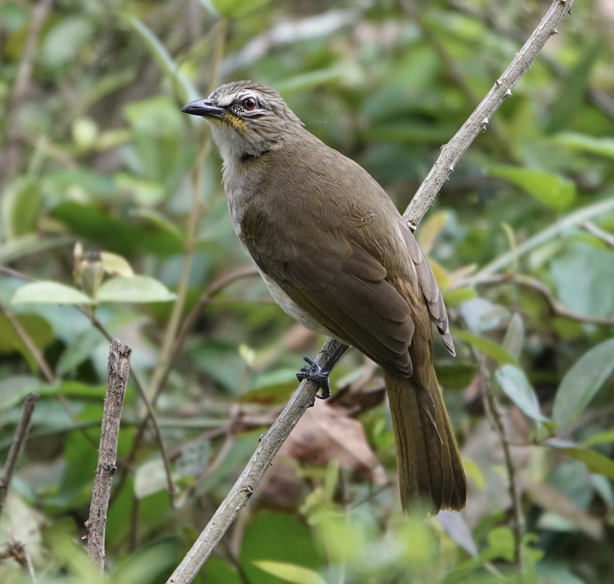 White-browed Bulbul - ML629584320