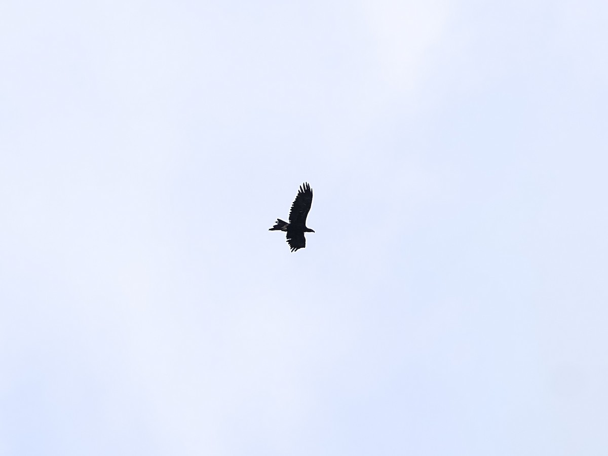 Wedge-tailed Eagle - ML629584351