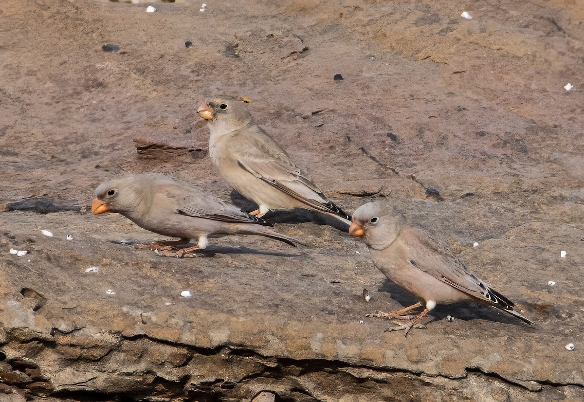 Trumpeter Finch - ML629584695