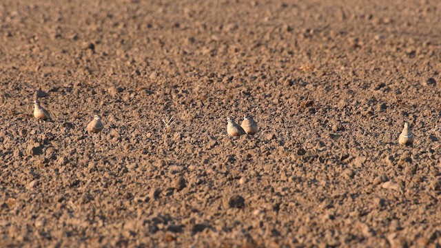 Eurasian Dotterel - ML629584709