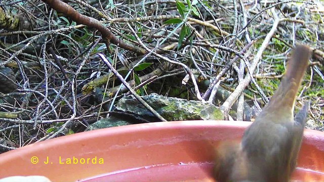 Common Nightingale - ML629584781