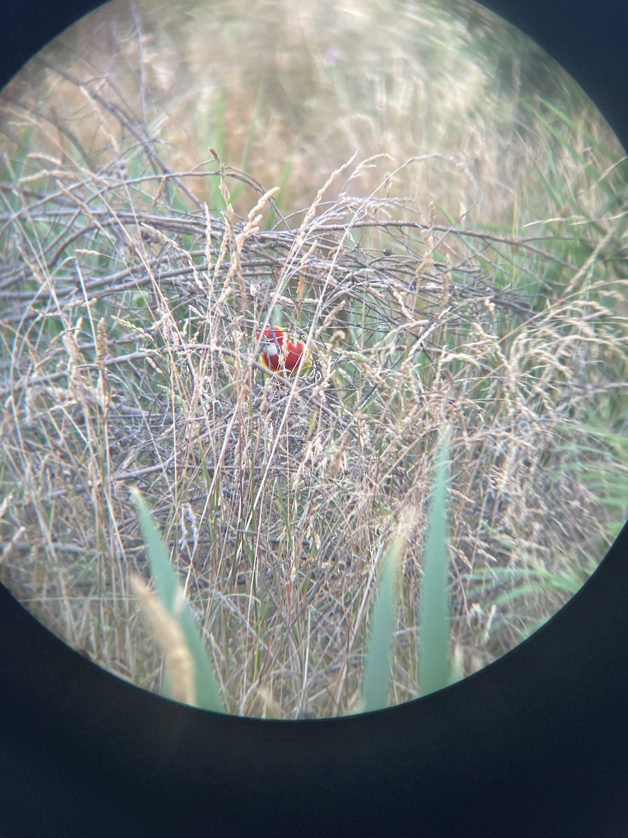 Eastern Rosella - ML629585002