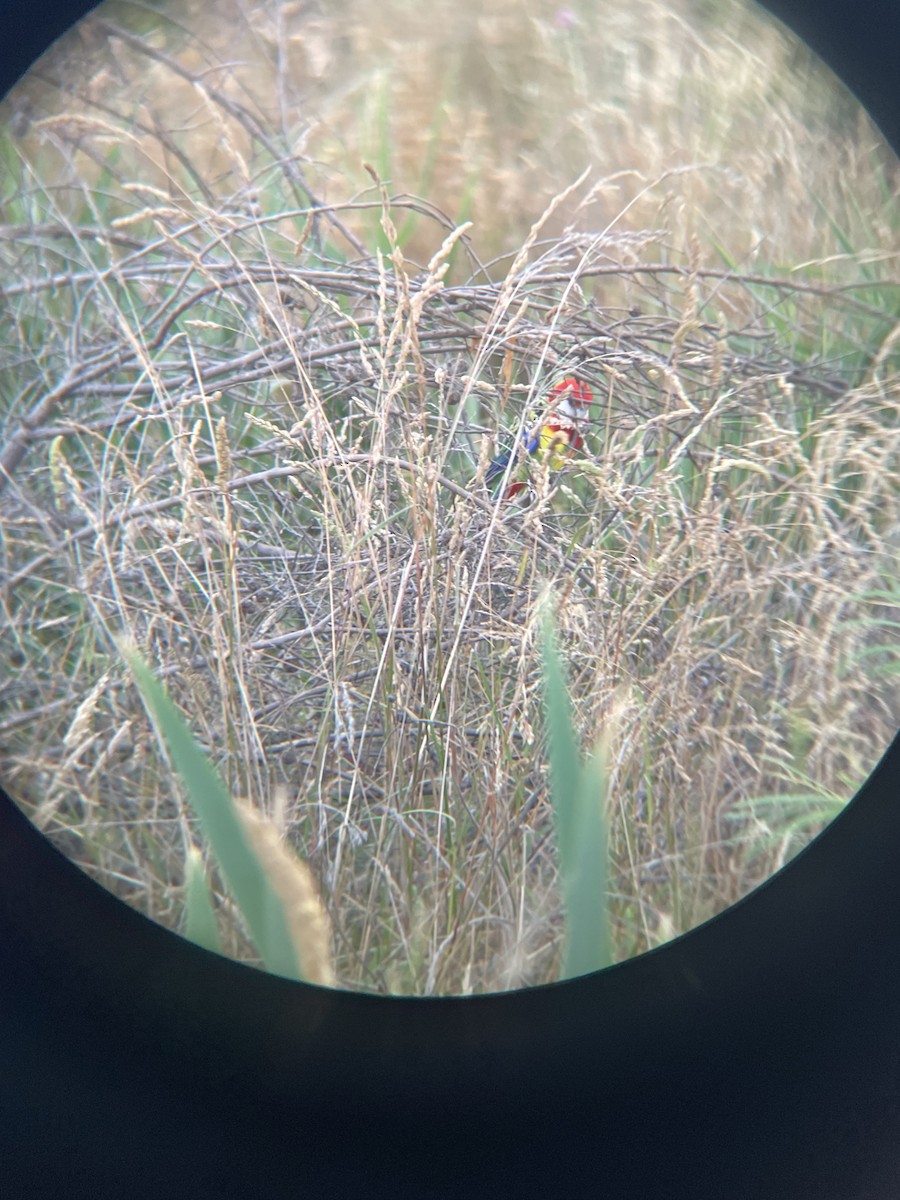 Eastern Rosella - ML629585003