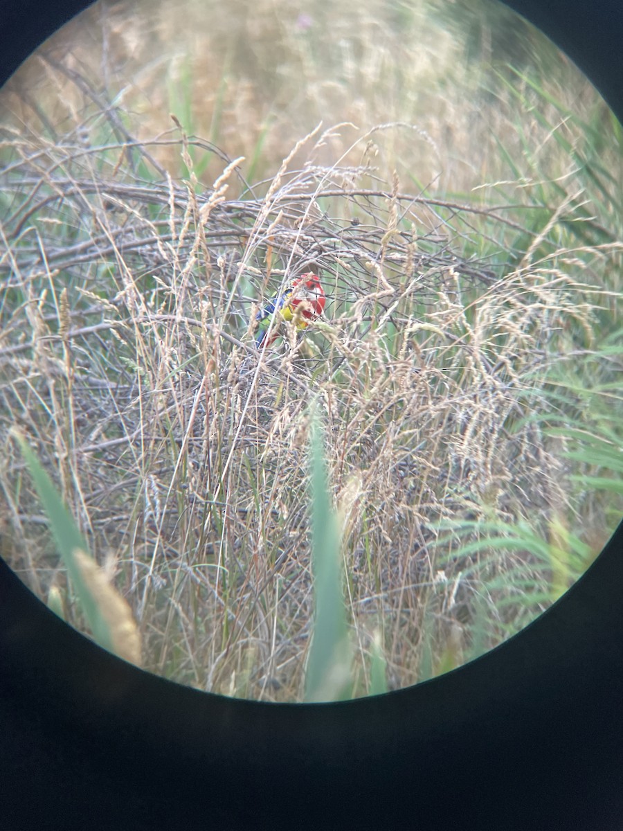 Eastern Rosella - ML629585004