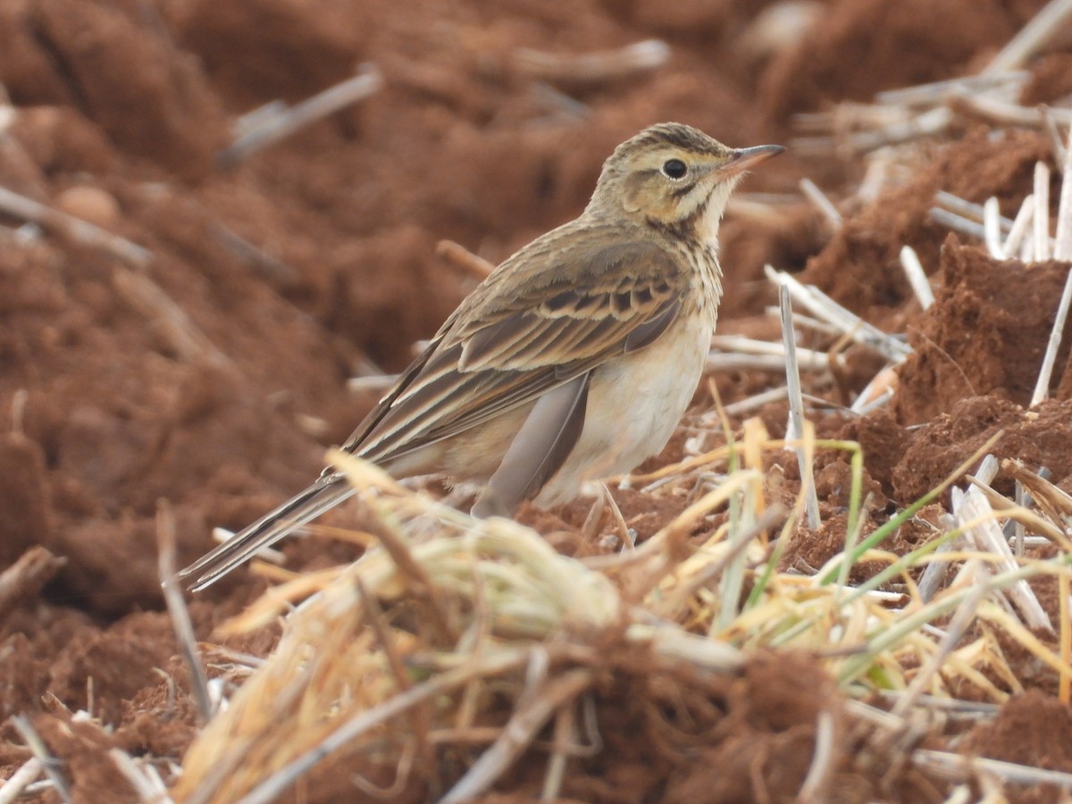 大花鷚 - ML629585088