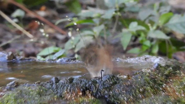 Slaty-blue Flycatcher - ML629585214