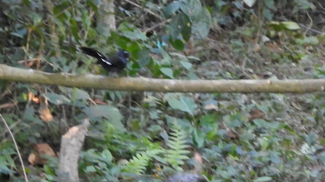 White-throated Fantail - ML629585230