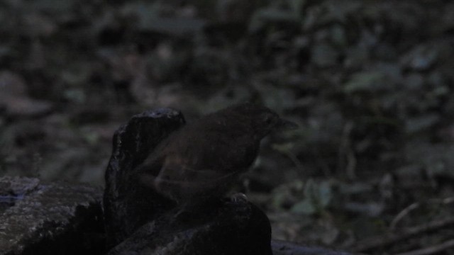 Abbott's Babbler - ML629585288