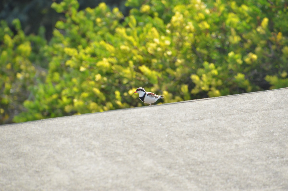 Black-fronted Dotterel - ML629585508