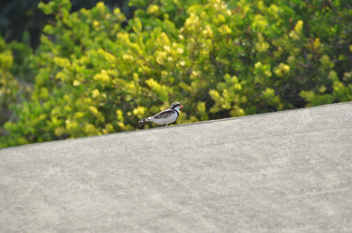 Black-fronted Dotterel - ML629585509