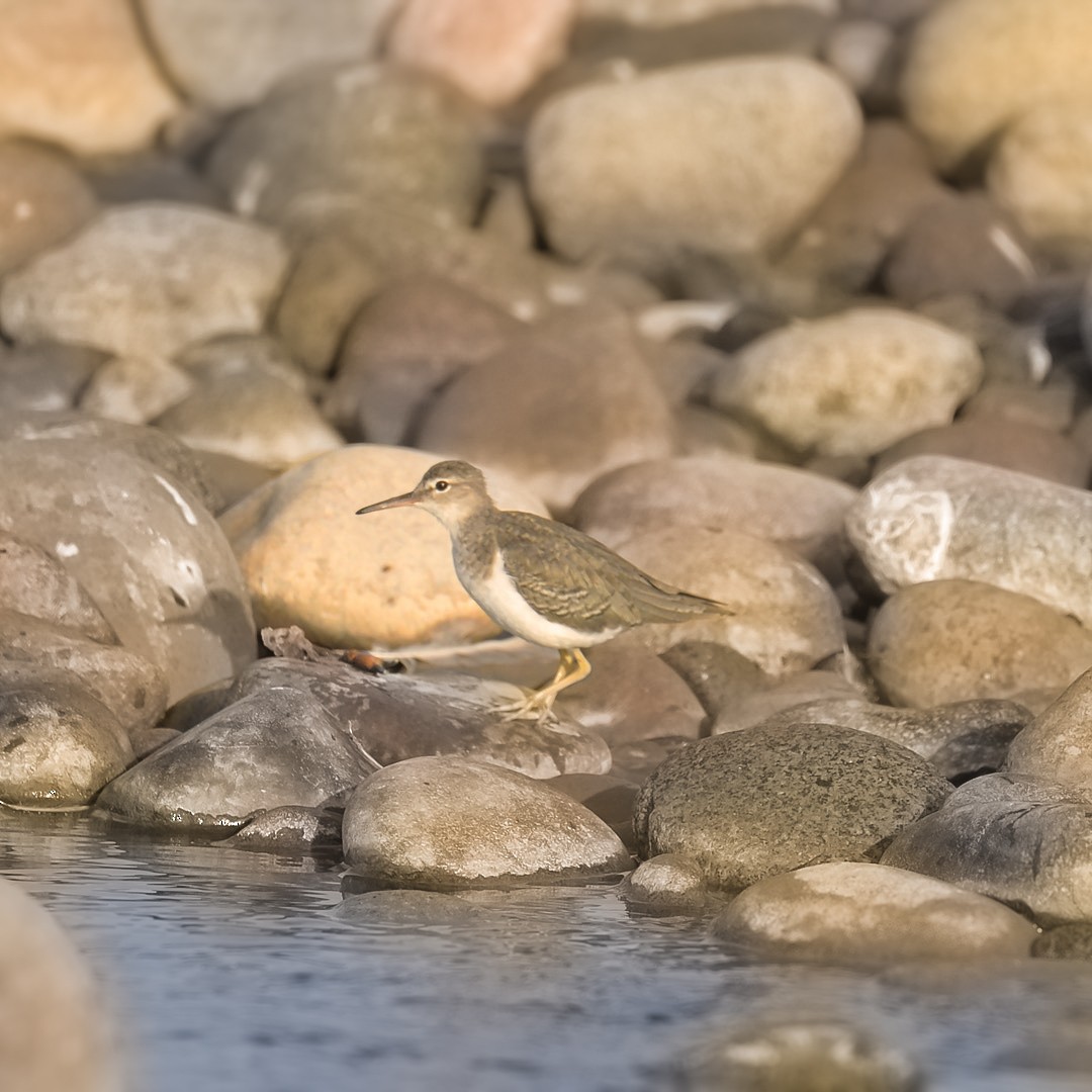 Spotted Sandpiper - ML629585519