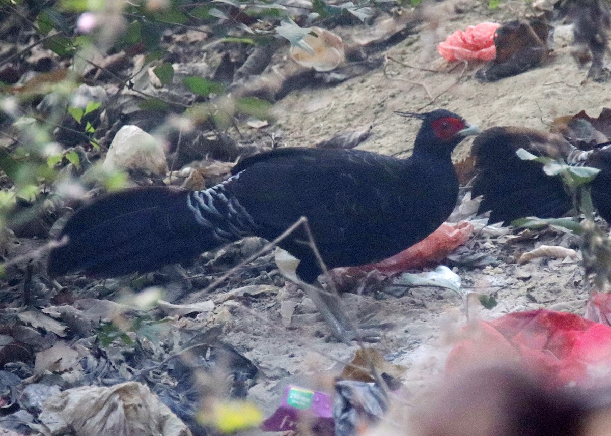 Kalij Pheasant - ML629585650