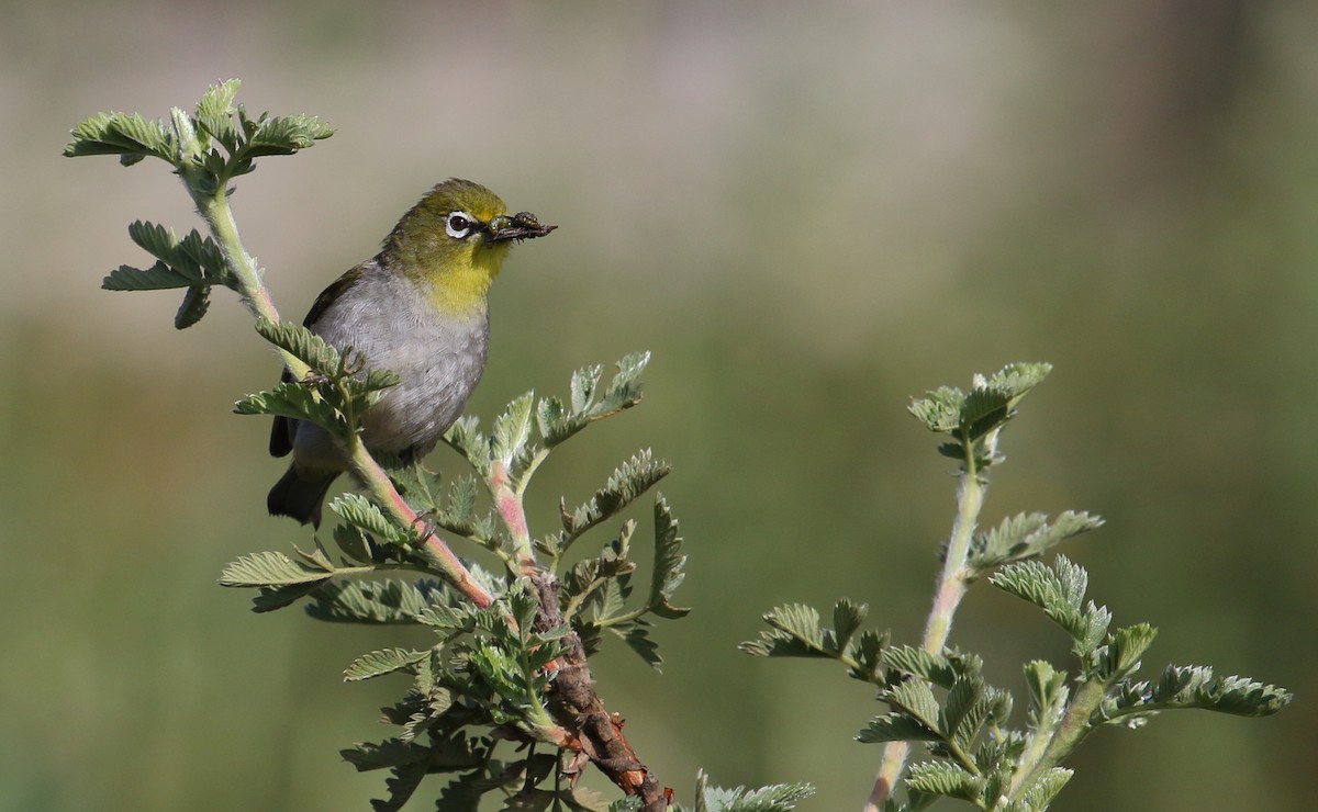 Kapbrillenvogel - ML629585693