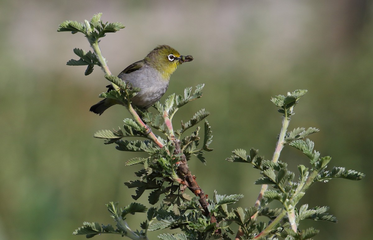Kapbrillenvogel - ML629585694