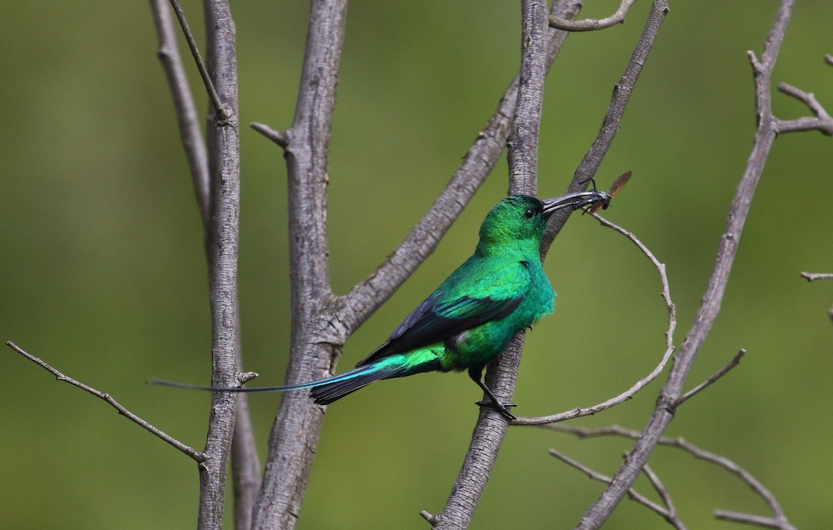 Malachitnektarvogel - ML629585697