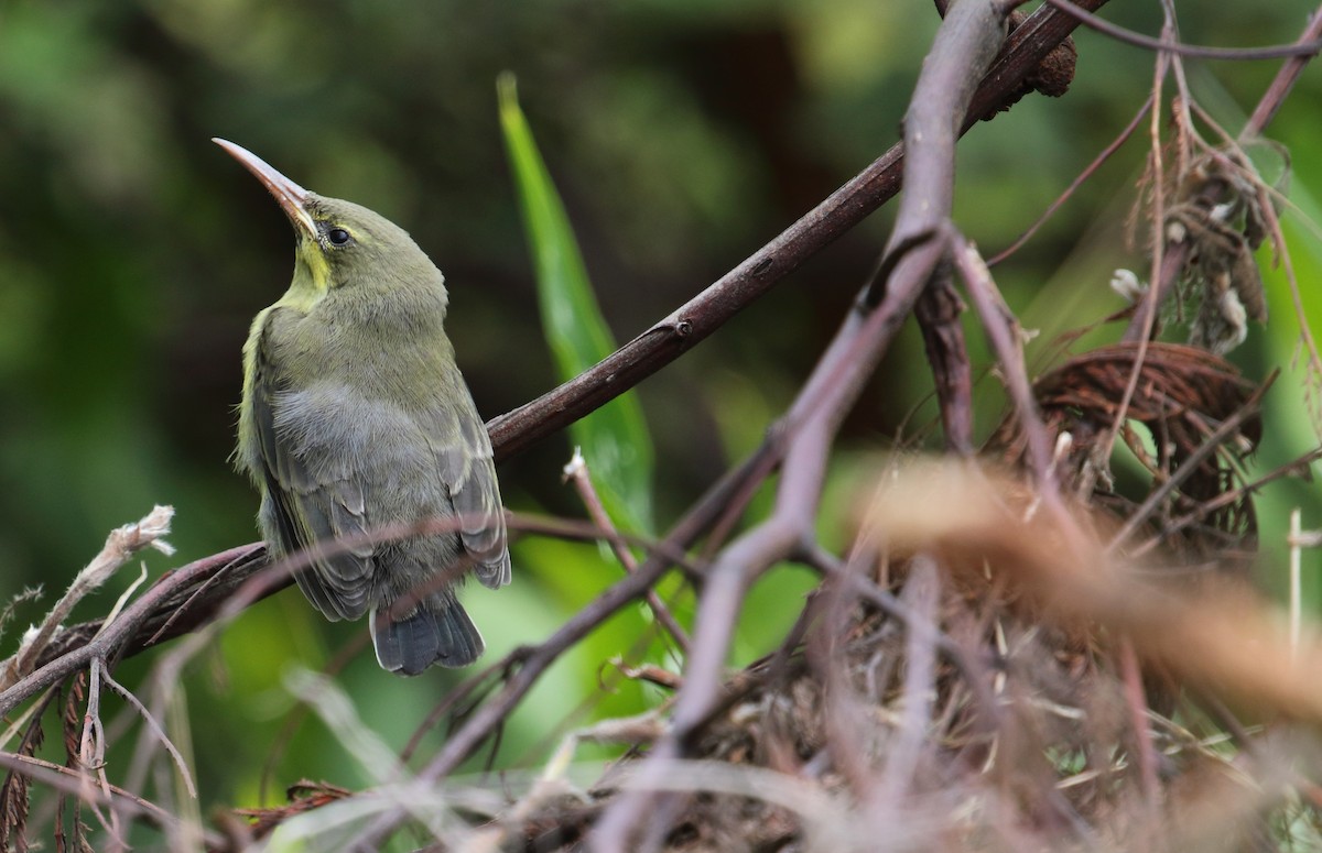 Malachitnektarvogel - ML629585698