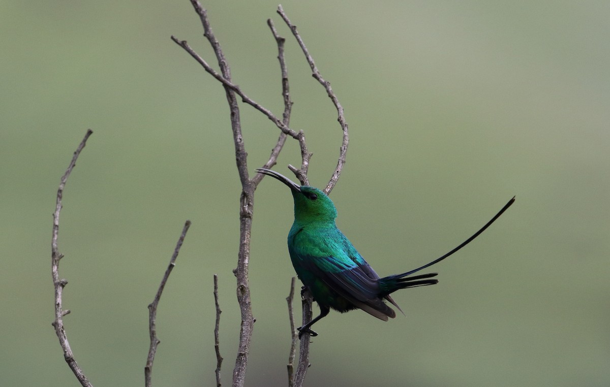 Malachitnektarvogel - ML629585699