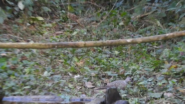 Spotted Dove - ML629585717