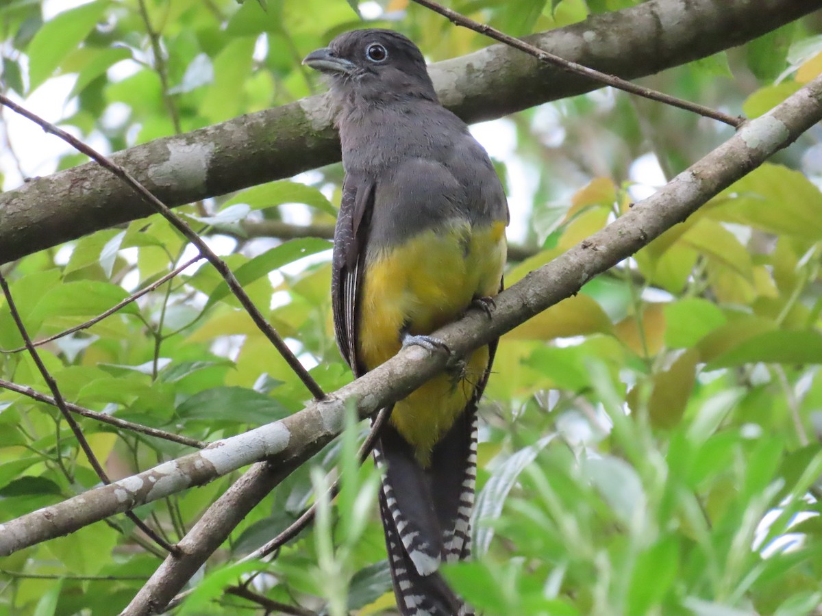 Green-backed Trogon - ML629585818