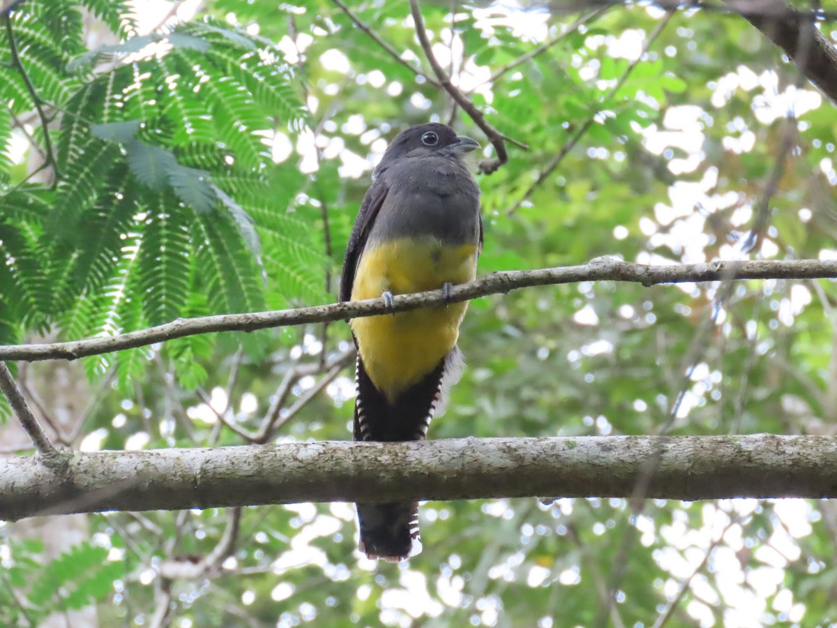 Green-backed Trogon - ML629585819