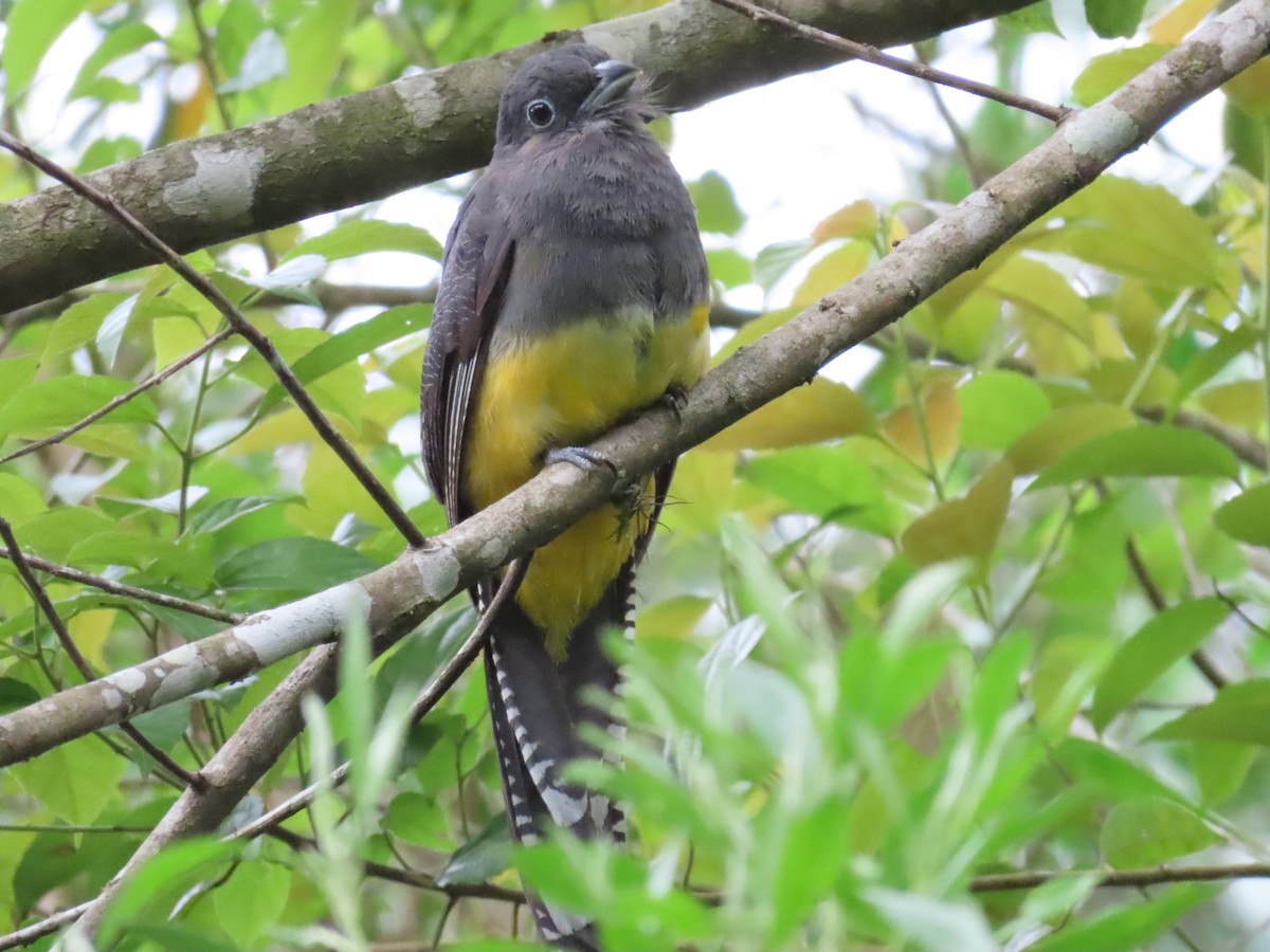 Green-backed Trogon - ML629585820