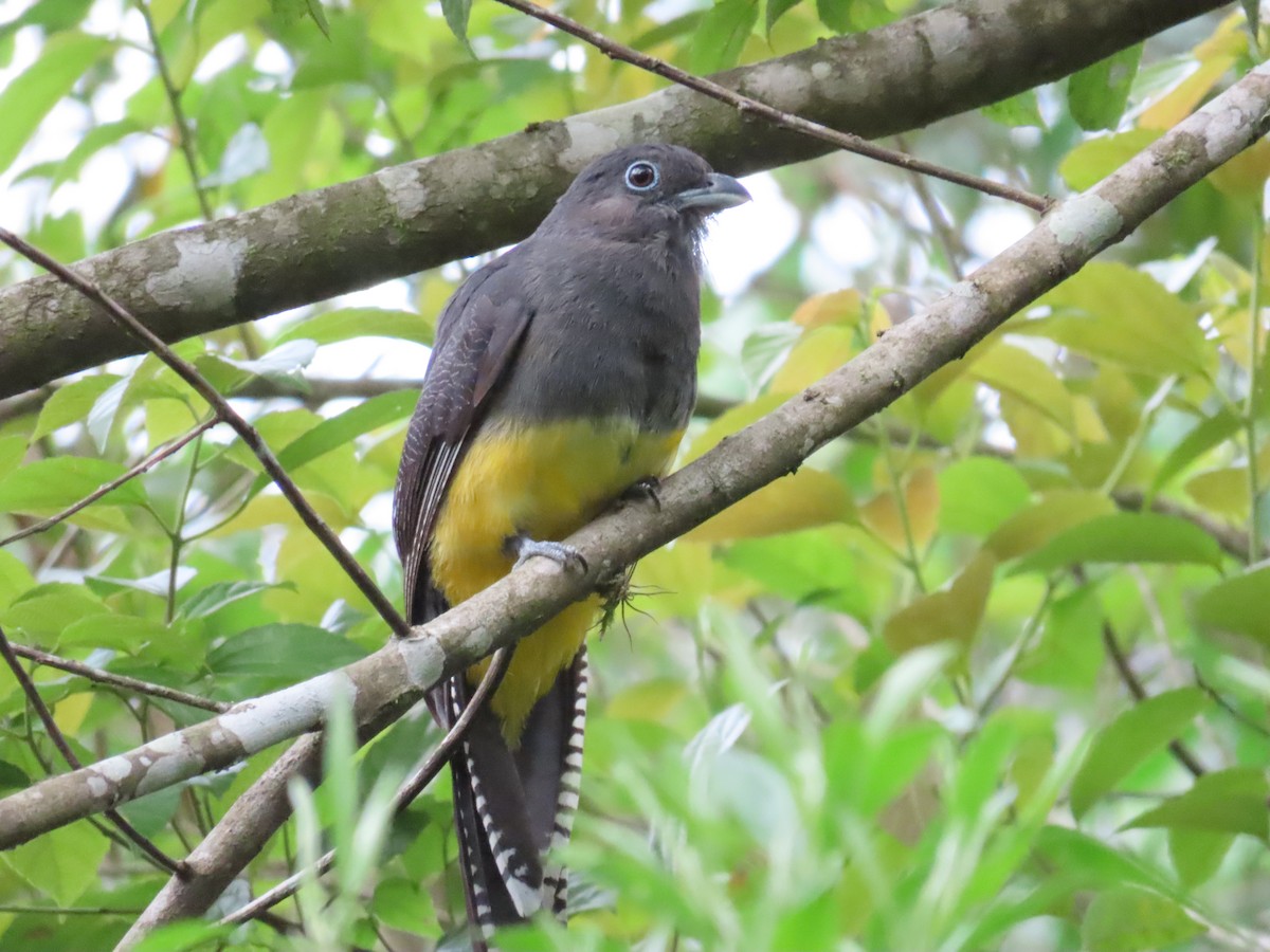 Green-backed Trogon - ML629585821