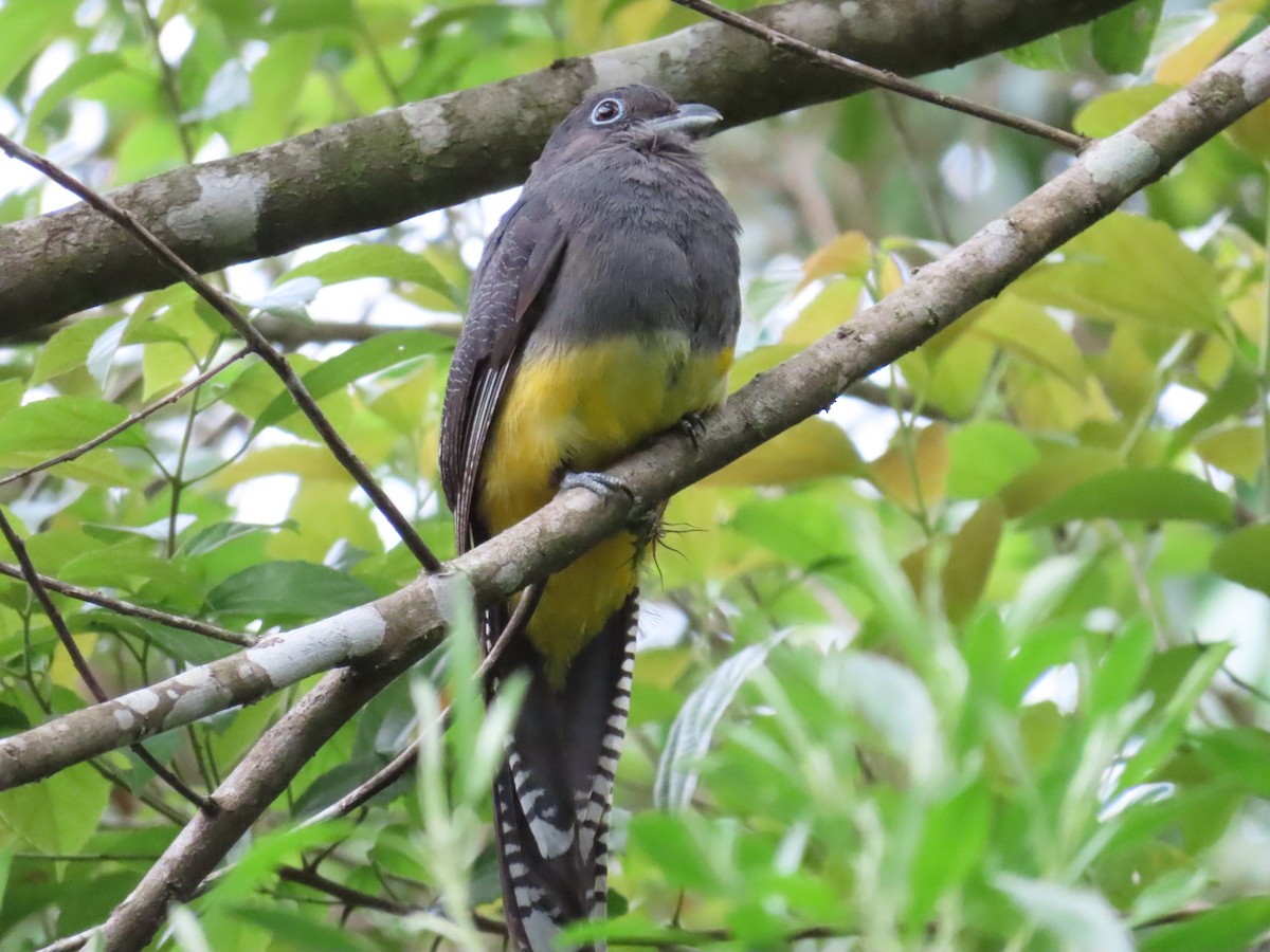Green-backed Trogon - ML629585823