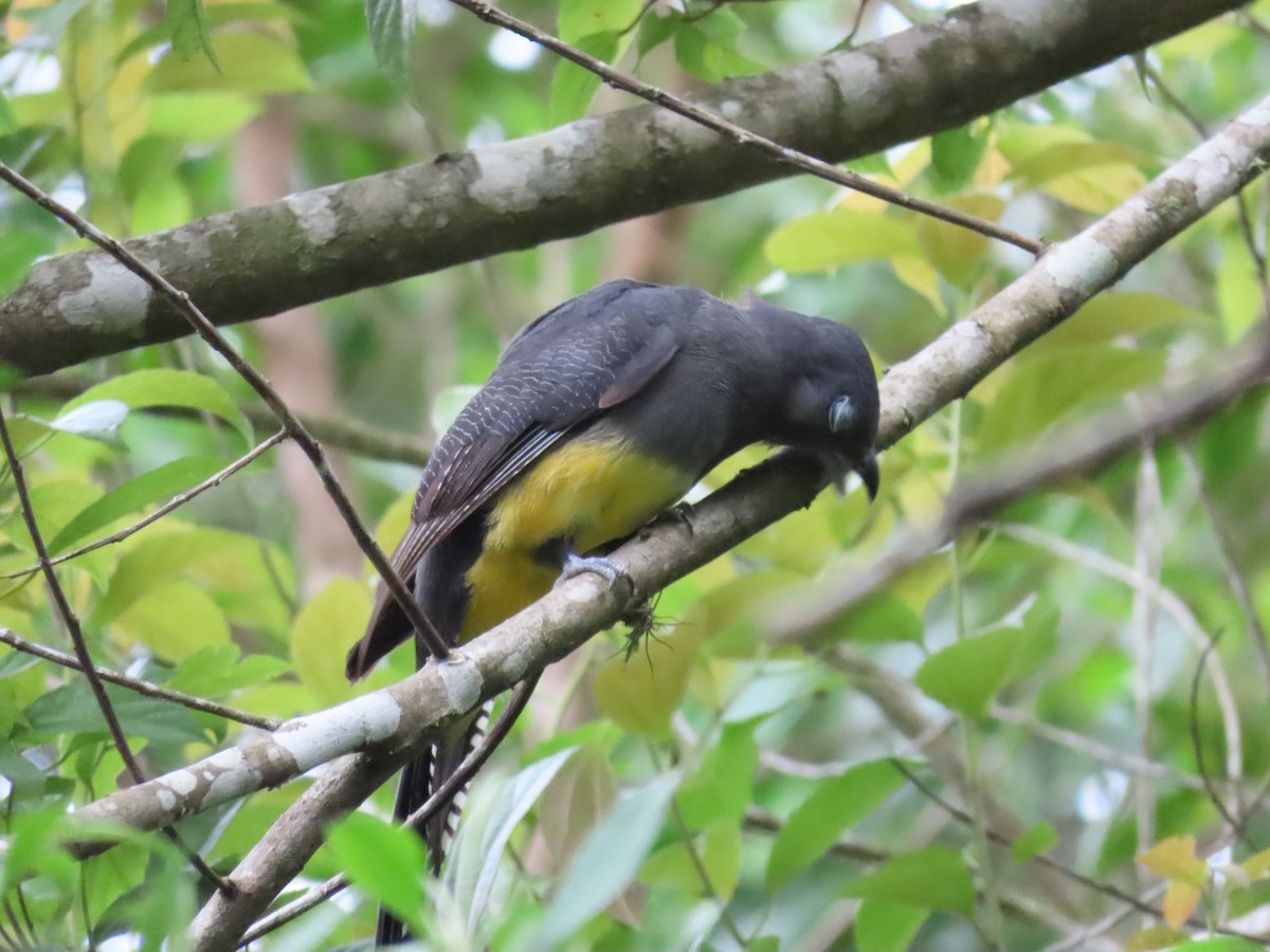 Green-backed Trogon - ML629585824