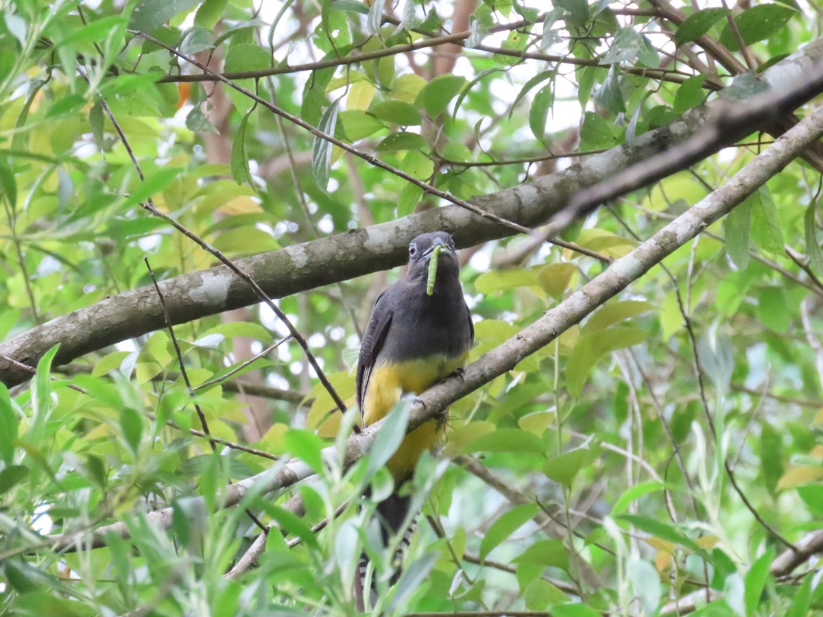 Green-backed Trogon - ML629585825