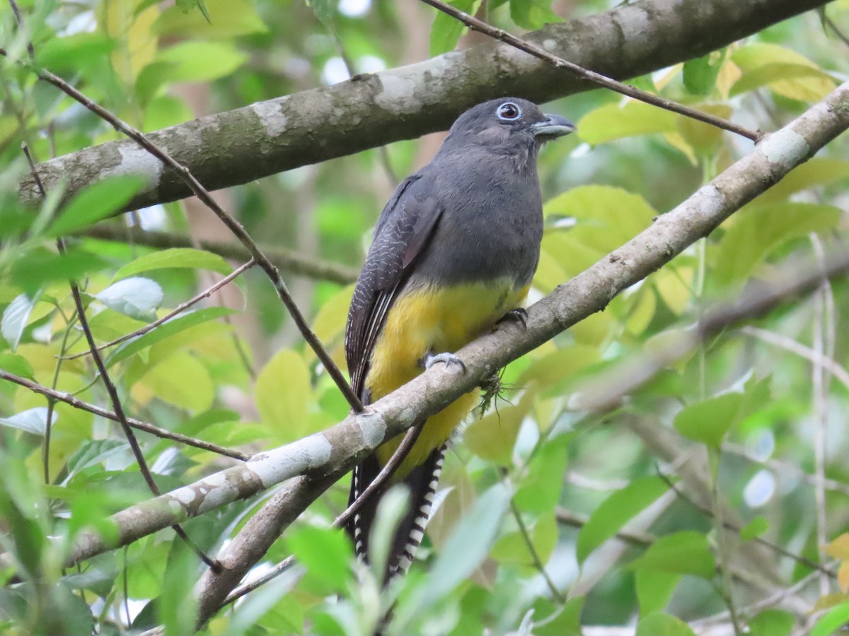 Green-backed Trogon - ML629585826