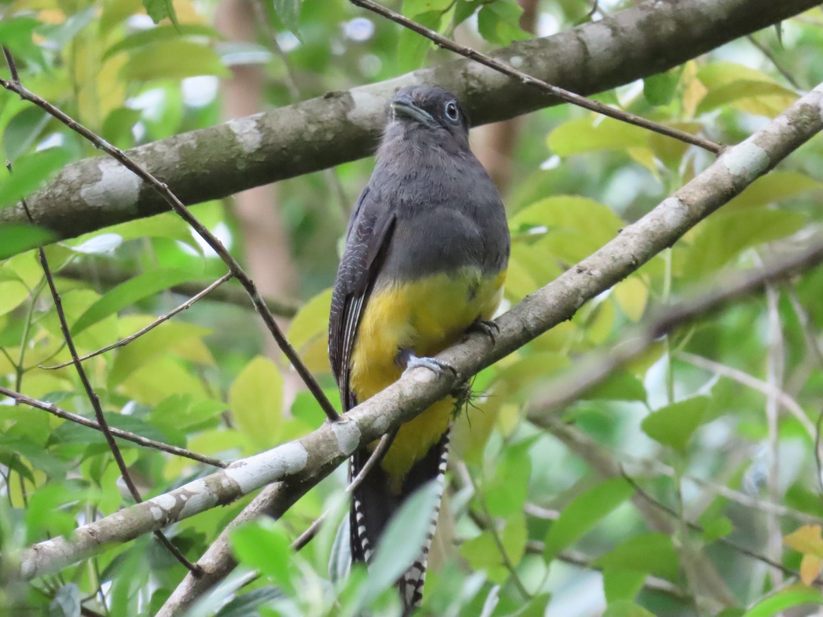 Green-backed Trogon - ML629585827