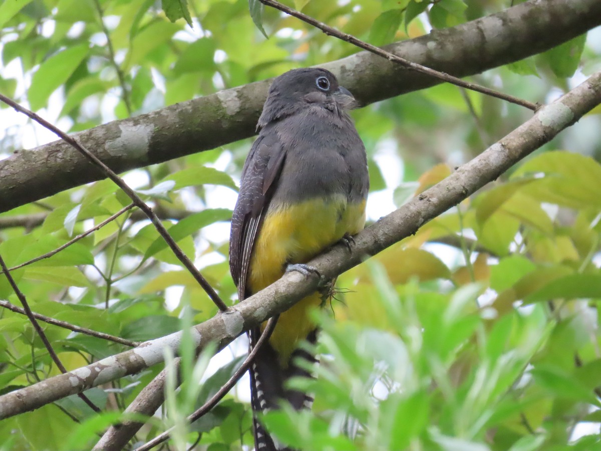 Green-backed Trogon - ML629585828