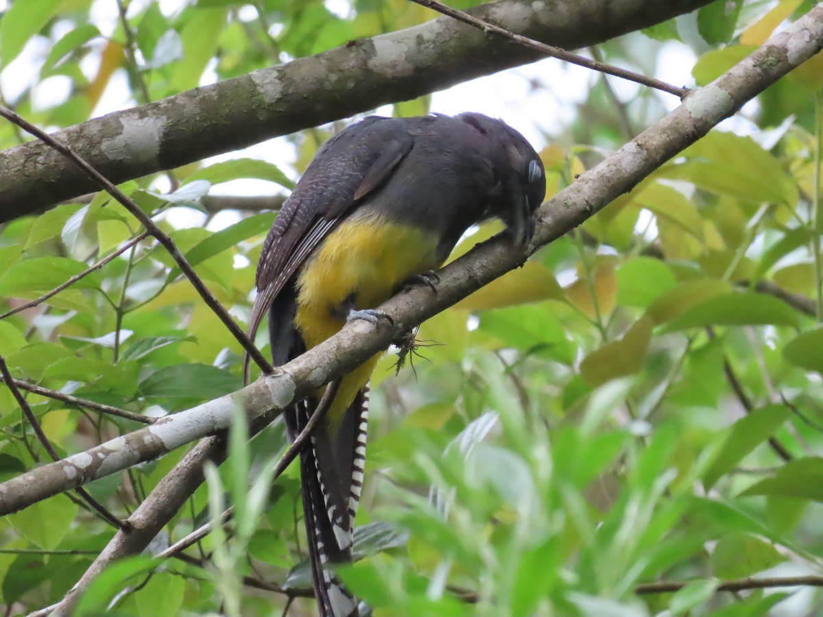 Green-backed Trogon - ML629585829