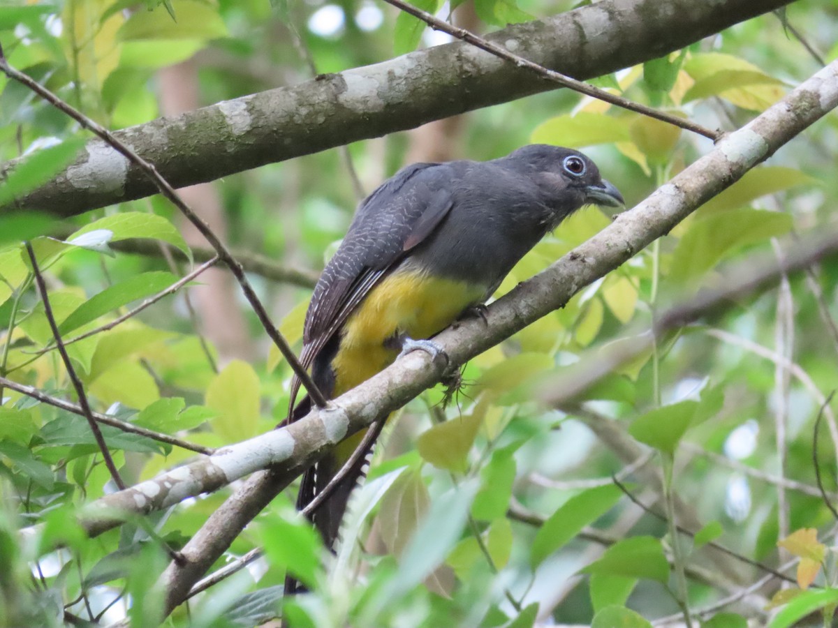 Green-backed Trogon - ML629585830