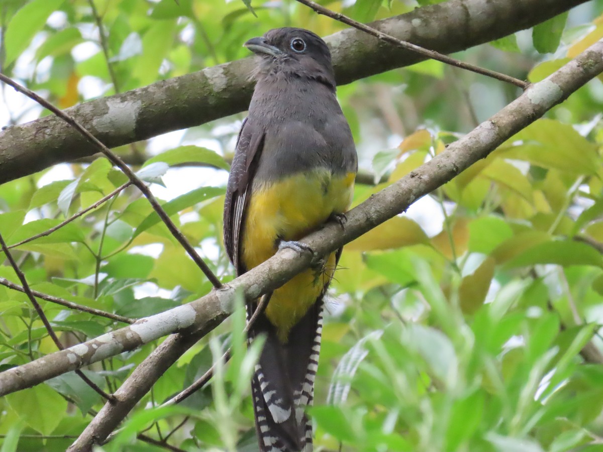 Green-backed Trogon - ML629585831