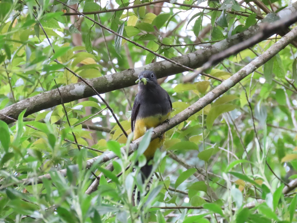 Green-backed Trogon - ML629585832